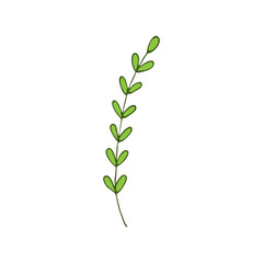 spring branch or twig of plant. Isolated elements for design