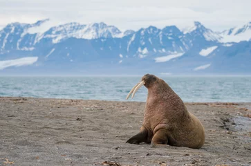 The walrus is a marine mammal, the only modern species of the walrus family, traditionally attributed to the pinniped group. One of the largest representatives of pinnipeds.
