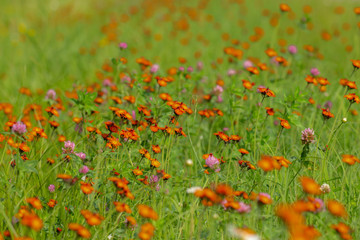 Orange Hawkweed taken in northern MN