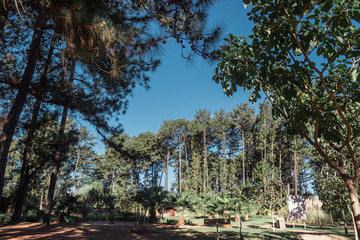 Obraz premium trees in the park