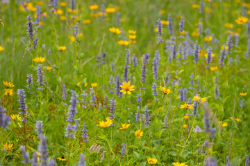 Hysop, Native Prairie Wildflower