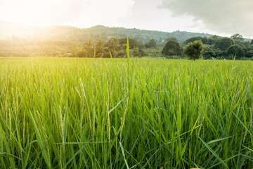 Closeup of rice spike in Paddy field on autum