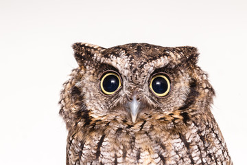 Owl face in high resolution, owl isolated.