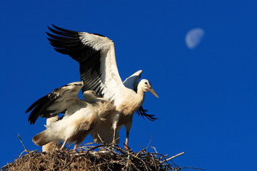 White Stork birds on a nest during the spring nesting period
