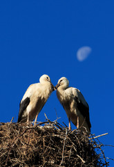 White Stork birds on a nest during the spring nesting period