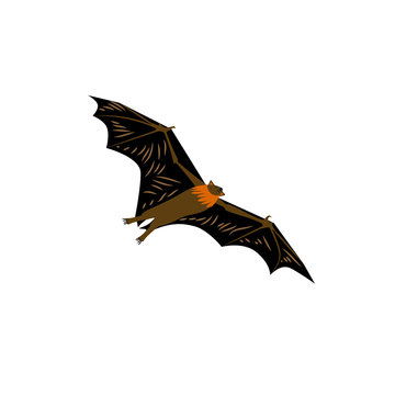 Vector illustration. Cartoon style icon of fruit bat. Cute character for different design.