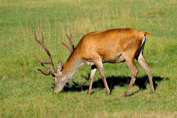 Single Red Deer, Cervus elaphus, feeding in a wildlife park in Masuria region in Poland © Art Media Factory