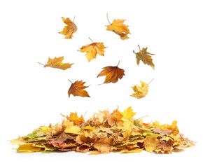 Autumn leaves falling onto heap against white background