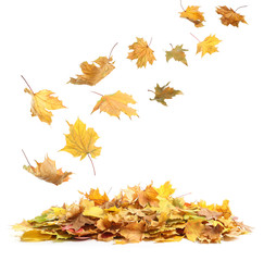 Fototapeta premium Autumn leaves falling onto heap against white background