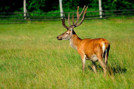 Single Red Deer, Cervus elaphus, feeding in a wildlife park in Masuria region in Poland