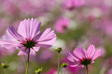 Obraz premium Cosmos flower, Ibaraki, Japan