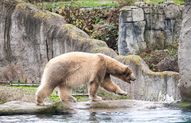 Obraz na płótnie Canvas Big white bear. Polar bear goes for a swim in the sea. Early spring in Alaska wild bear catches a fish.