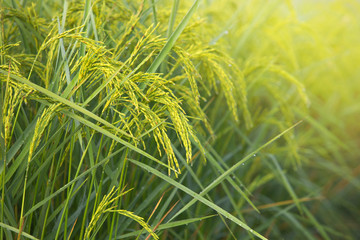 Ear of rice,Rice in the field of beautiful rice.rice seed,Rice with sun