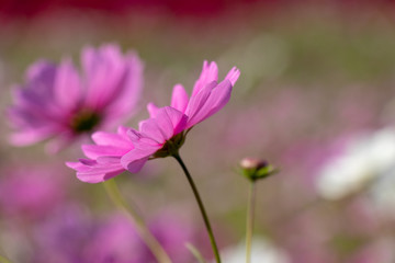 Fototapeta premium Cosmos flower, Ibaraki, Japan