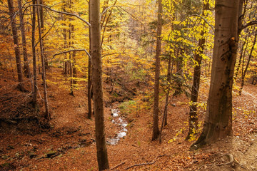 Autumn forest in the mountains.