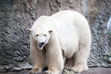 Obraz na płótnie Canvas Alaska, polar bear. Big white bear in the spring in the forest . Polar bear is in Alaska, rocks, grass, cold spring.