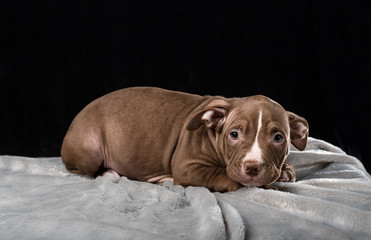 Fototapeta na wymiar Puppy of American Bully breed on a black background