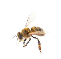 Beautiful honeybee on white background. Domesticated insect