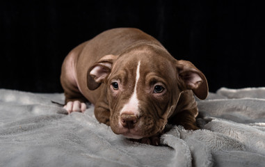 Puppy of American Bully breed on a black background
