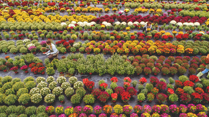 Flower field from above