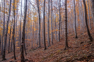 Obraz premium Autumn forest in the mountains.
