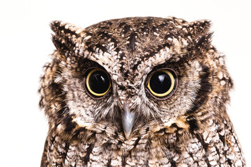 Owl face in high resolution, owl isolated.