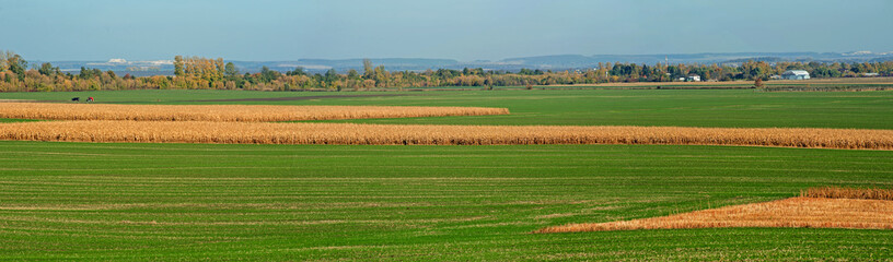 Fototapeta na wymiar view of lines of green shoots on field and dry cornfield