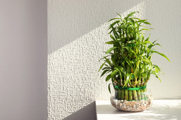 Fototapeta premium Green bamboo in glass bowl against light wall. Space for text