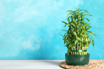 Green bamboo in pot near color wall. Space for text