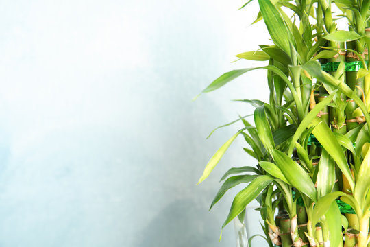 Green bamboo stems with leaves and space for text on light background