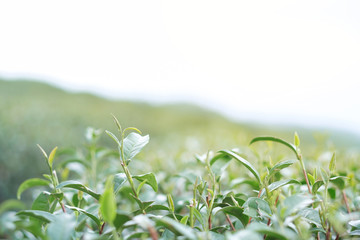 Tea plantation on sunshine.