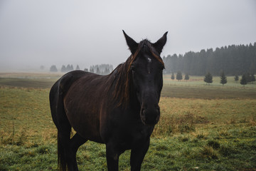 moody and dark landscape with a horse standing calmly on a valley with trees and fog in the background