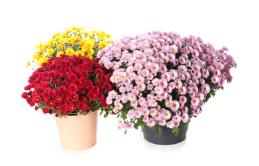 Pots with beautiful colorful chrysanthemum flowers on white background