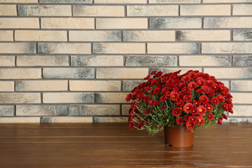 Beautiful potted chrysanthemum flowers on table near brick wall. Space for text