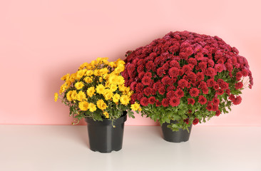 Beautiful potted chrysanthemum flowers on table against color background