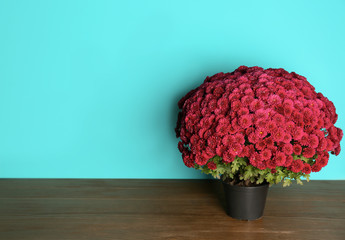 Beautiful potted chrysanthemum flowers on table against color background. Space for text