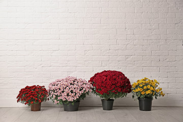 Beautiful composition with chrysanthemum flowers near white brick wall. Space for text