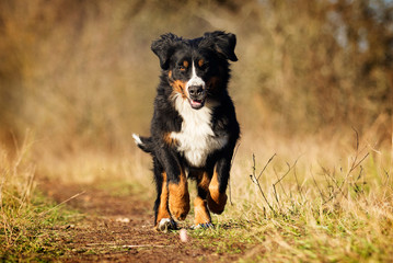 Bernese Mountain dog outdoors