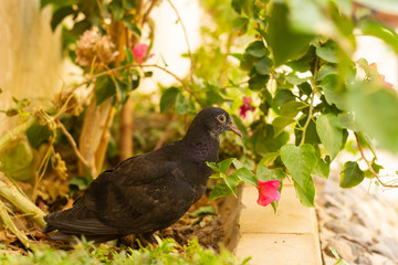 A portrait of a black pigeon in a house garden.