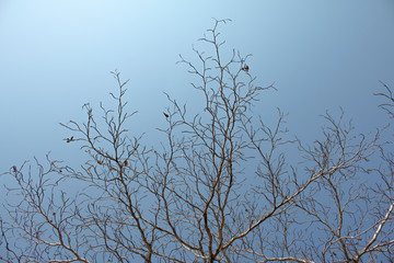 dead tree against blue sky
