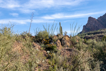 Fototapeta na wymiar Superstition Mountains in Arizona