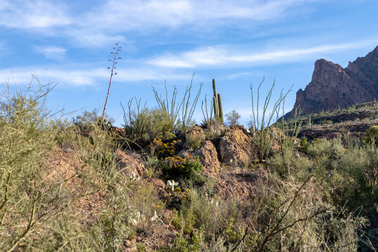 Superstition Mountains in Arizona © MaryHerronPhoto