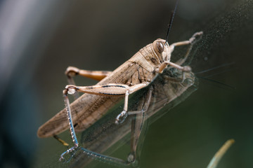 mature brown grasshopper