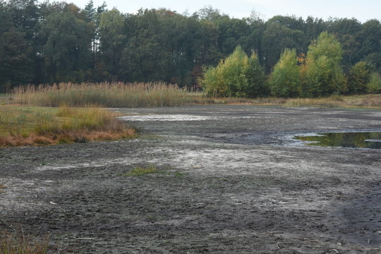 een droogstaand vennetje in de Kruisbergse Bossen aan het eind van de zomer van 2018 