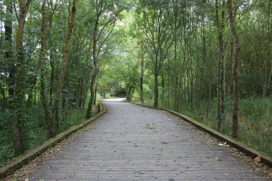 Chemin en for&ecirc;t bois