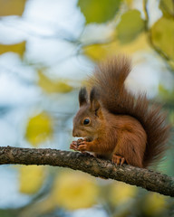 Eichhörnchen auf dem Ast mit Nuss