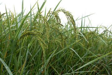 Closeup of rice spike in Paddy field on autumn