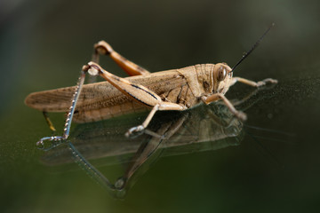 mature brown grasshopper