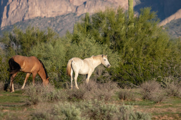 Obraz na płótnie Canvas Wild Horses in Arizona