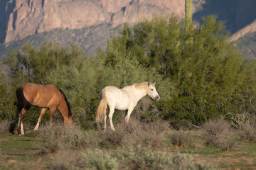 Naklejka na ściany i meble Wild Horses in Arizona